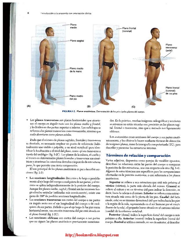 anatomia con orientacion clinica moore 7 edicion pdf descargar gratis